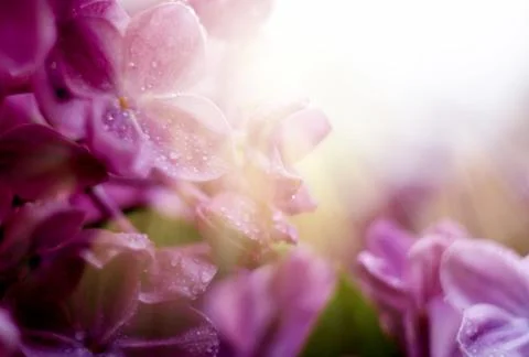 Soft Focus picture of bright violet lilac flowers. Abstract romantic floral Stock Photos