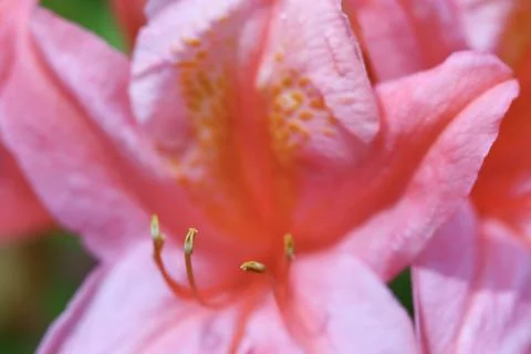 Soft Focus Pink Azalea Macro with Artistic Floral Background Blur Stock Photos