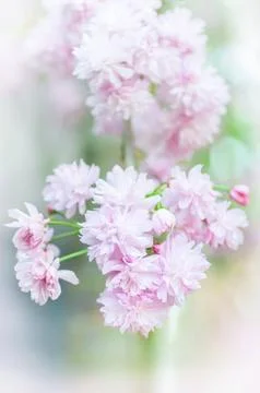 Soft focus, pink cherry blossoms or Sakura flowers on a natural background Stock Photos