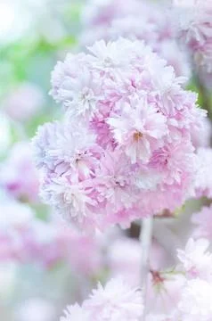 Soft focus, pink cherry blossoms or Sakura flowers on a natural background Stock Photos