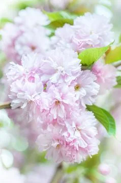 Soft focus, pink cherry blossoms or Sakura flowers on a natural background Stock Photos