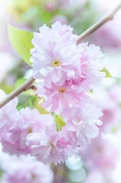 Soft focus, pink cherry blossoms or Sakura flowers on a natural background Stock Photos