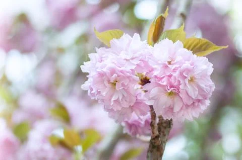 Soft focus, pink cherry blossoms or Sakura flowers on a natural background Stock Photos
