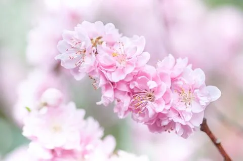 Soft focus, pink cherry blossoms or Sakura flowers on a natural background Stock Photos