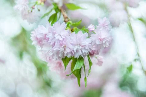 Soft focus, pink cherry blossoms or Sakura flowers on a natural background Stock Photos