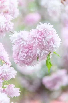 Soft focus, pink cherry blossoms or Sakura flowers on a natural background Stock Photos