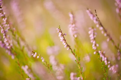 Soft focus of pink heather macro Stock Photos