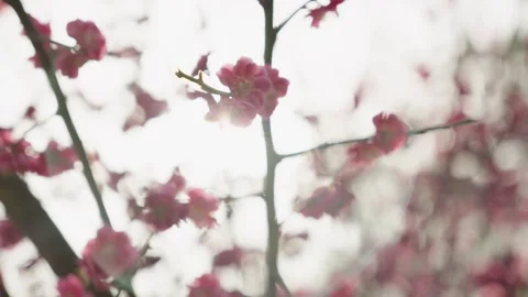 Soft Focus Pink Plum Blossoms Blooming on Branches Against Bright Sky Stock Footage 337406923