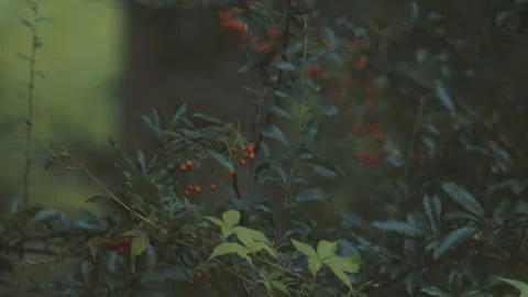 Soft Focus Plant Stock Footage 164895976