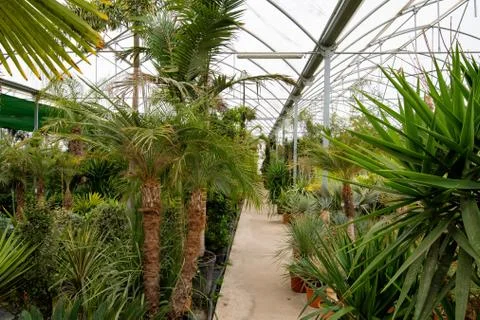 Soft focus pots with different palm flower and flowers in garden flower shop. Stock Photos
