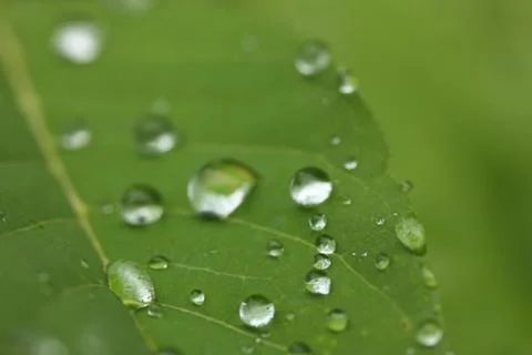 Soft focus of rain drop Stock Photos