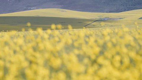 Soft Focus Rapeseed Foreground with Distant Fields and Farm Track Stock Footage 346070431