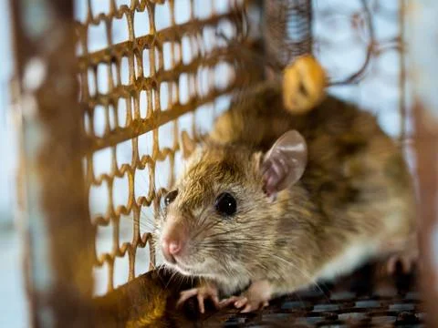 Soft focus of the rat in a cage catching a rat. the rat has contagion the dis Stock Photos