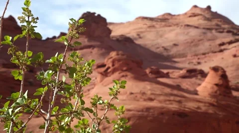 Soft focus red rock canyon formation with tree, blue sky and white clouds Stock Footage 41453777