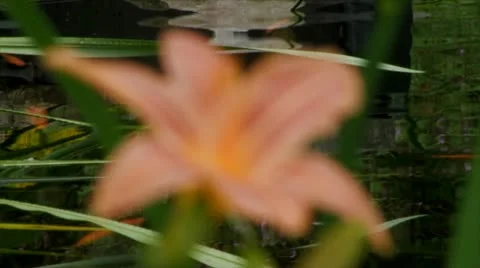 Soft focus from river to beautiful wild flower Stock Footage 11528241