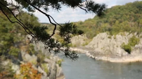 Soft focus river with pine branch in foreground.mp4 Video stock 43003076