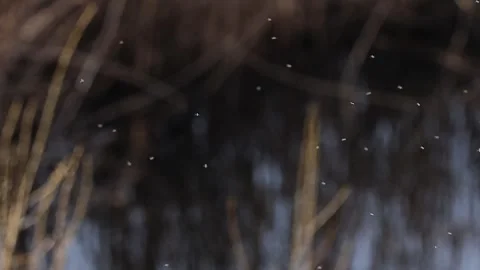Soft-focus scene of small insects flying in the air with blurred background Stock Footage 332794032