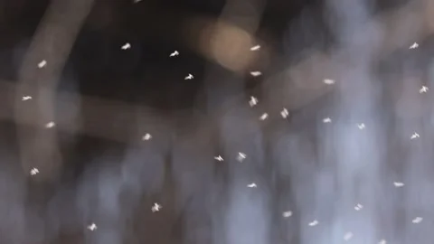 Soft-focus scene of small insects flying in the air with blurred background 库存影片 333774015
