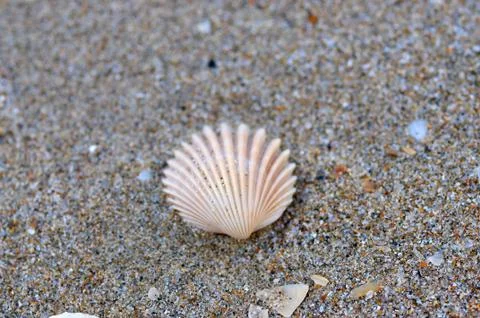 Soft-focus shell on the beach Stock Photos