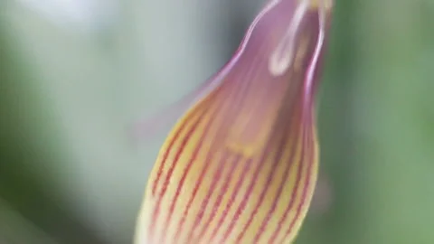 Soft focus, shooting with hands. Striped red and yellow flower miniature Orchid Stock Footage 115185076