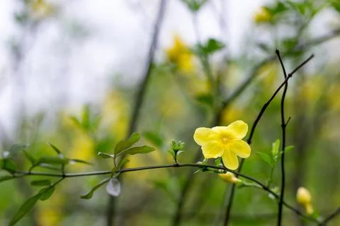 Soft focus shot of bright yellow jasmine flower on branch Stock Photos