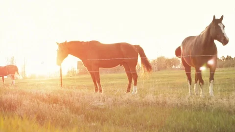 Soft Focus Shot of Horses Feeding at Sunset - Washed Out / Overexposure Vídeo Stock 86574136