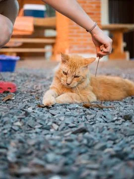 Soft focus shot of an orange tabby resting on gray pebbles Stock Photos