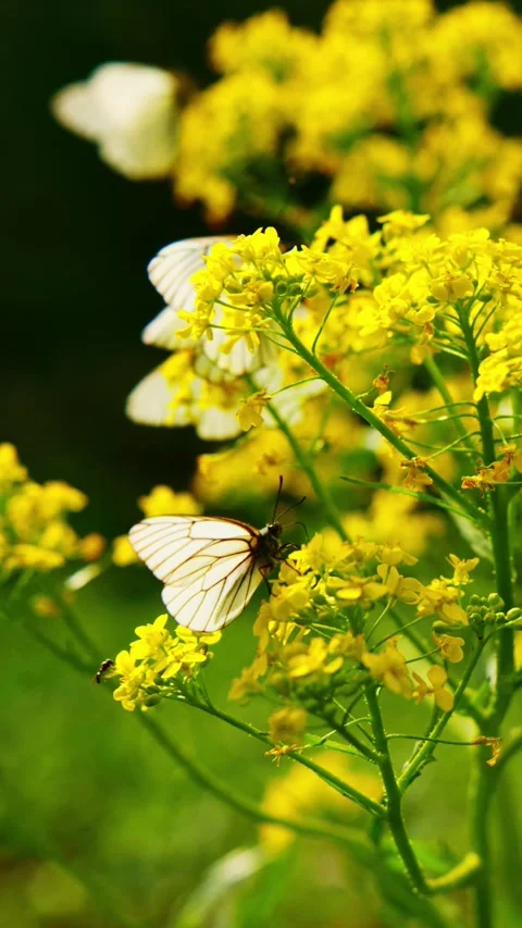 Soft focus shots show butterflies among yellow blossoms Stock Footage 346337982