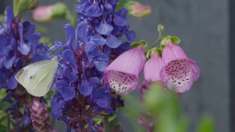 Soft focus shows a white butterfly resting on purple flowers. Pink foxgloves 库存影片 345254998