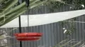 Soft focus slow motion hummingbird landing on feeder sharp background HD Footage