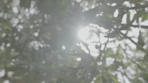 Soft focus slow motion of sun shining through tree branches Видео 244737410