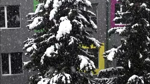 Soft focus snowfall in evergreen forest, dreamy and blurry winter backdrop Stock Footage 327465136