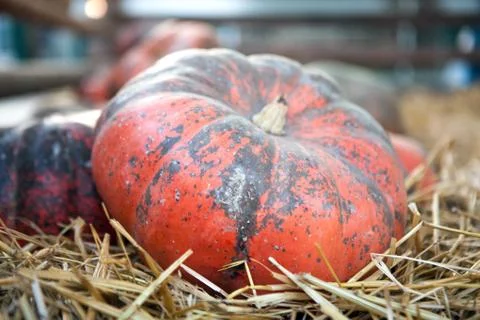 Soft focus with some pumpkin with hay for Fall decoration at market place Stock Photos