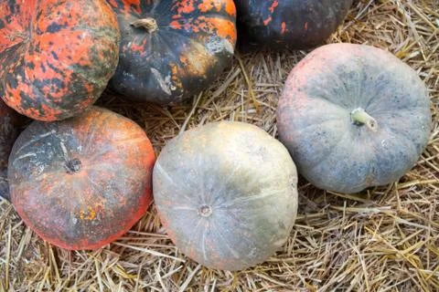 Soft focus with some pumpkin with hay for Fall decoration at market place Stock Photos