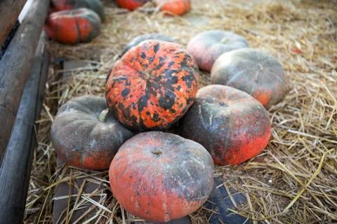 Soft focus with some pumpkin with hay for Fall decoration at market place Stock Photos