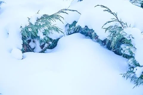 Soft focus. With a space to copy. Close-up of some tree branches covered with Stock Photos