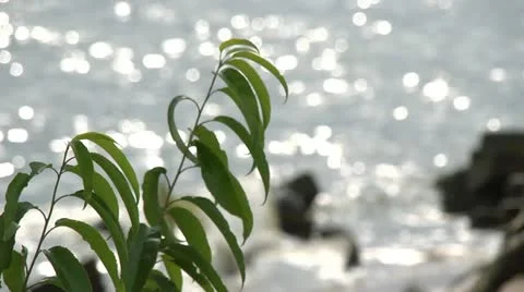 Soft focus sparkling river Stock Footage 11799202