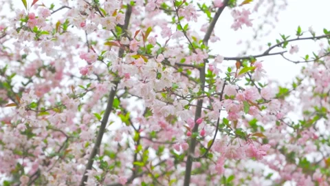 Soft Focus Spring Crabapple Blossoms Swaying Gently in a Sunny Garden Video stock 347044131