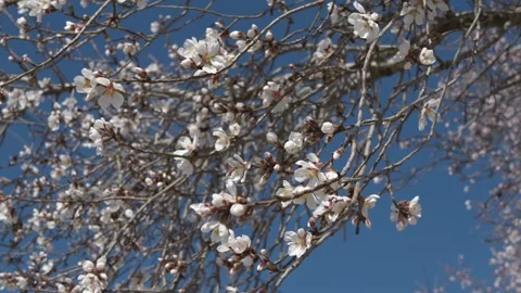 Soft focus spring flowers on almond, cherry or plum tree branches under blue sky Stock Footage 327679454