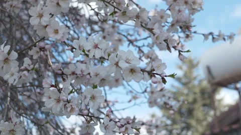 Soft focus spring flowers on tree branches under blue sky. Elegant natural Stock Footage 327679438