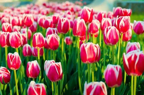 Soft focus spring tulips close up Stock Photos