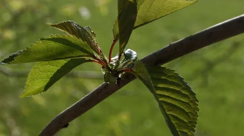 Soft focus on sprout of a beech tree Stock Footage 4720346
