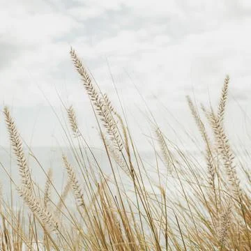 Soft Focus on Tall Grass Against Cloudy Sky Stock Photos
