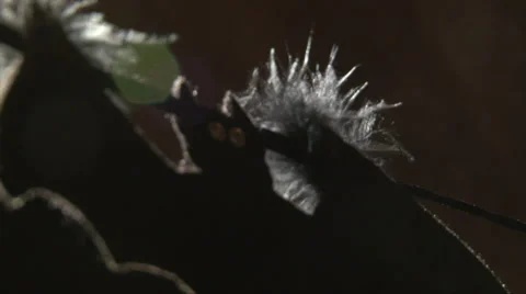 Soft focus textile bat halloween garland decoration moving Stock Footage 67409524