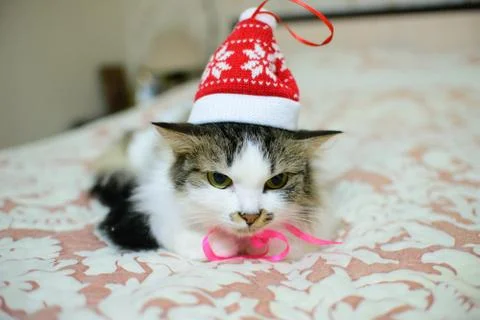 Soft focus three-colored cat on the bed in a New Year's cap. New Year 2021 Stock Photos