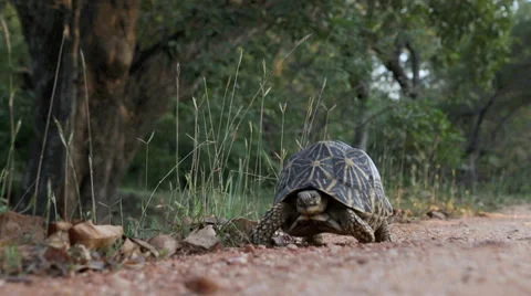 Soft focus of tortoise crawling slowly along road Stock Footage 37066974