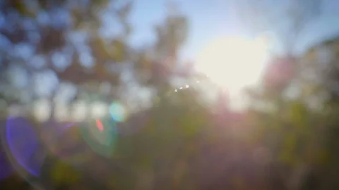 Soft focus tracking shot of trees on an australian bushwalk Stock Footage 120320764