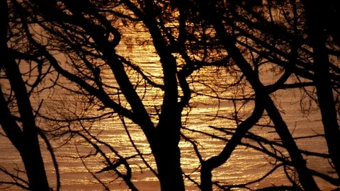 Soft focus tree silhouette against ocean waves reflected sunset sunbeams 動画素材 79509496