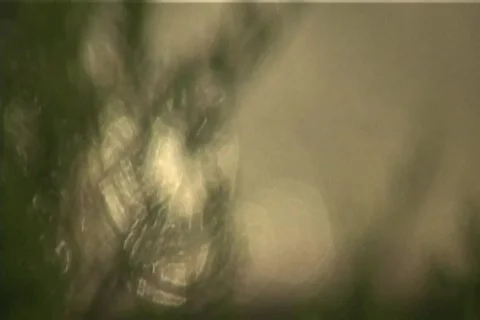 Soft Focus Trees Shimmering Light Video stock 700793