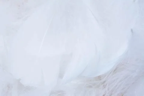 Soft focus of trends teal or chicken feather texture background Stock Photos